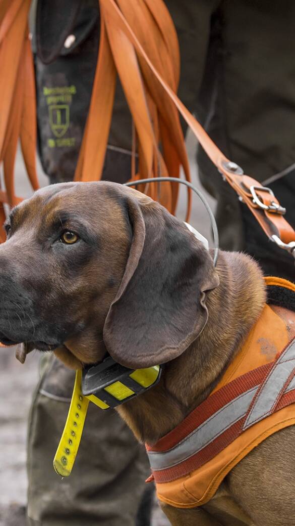 PTBS bei Jagdhunde - © Sven-Erik Arndt