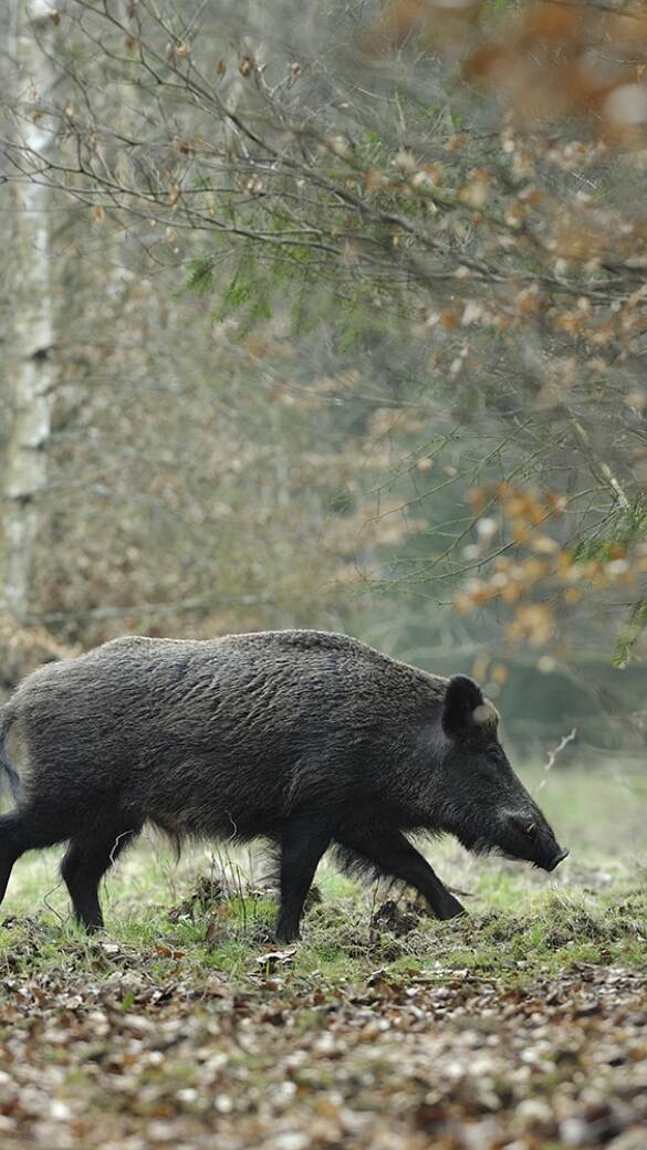 Schwarzwild - Das Schwarzwild ist großen Bestandsschwankungen unterworfen. Das und die Starkregenereignisse im Herbst haben zu einem geringeren Bestand als im Vorjahr gesorgt. - © Michael Breuer