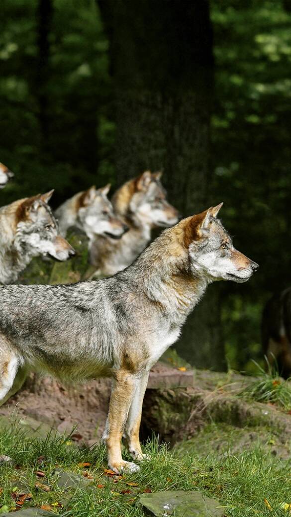 Wolfsrudel - © Karl-Heinz Volkmar