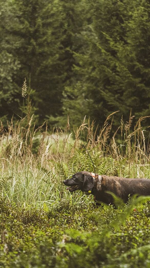 Erste Hilfe beim Jagdhund - © Jakob Wallner