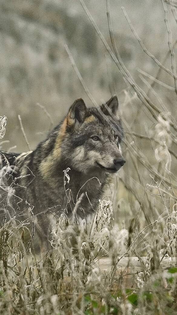 Wolf - © Karl-Heinz Volkmar