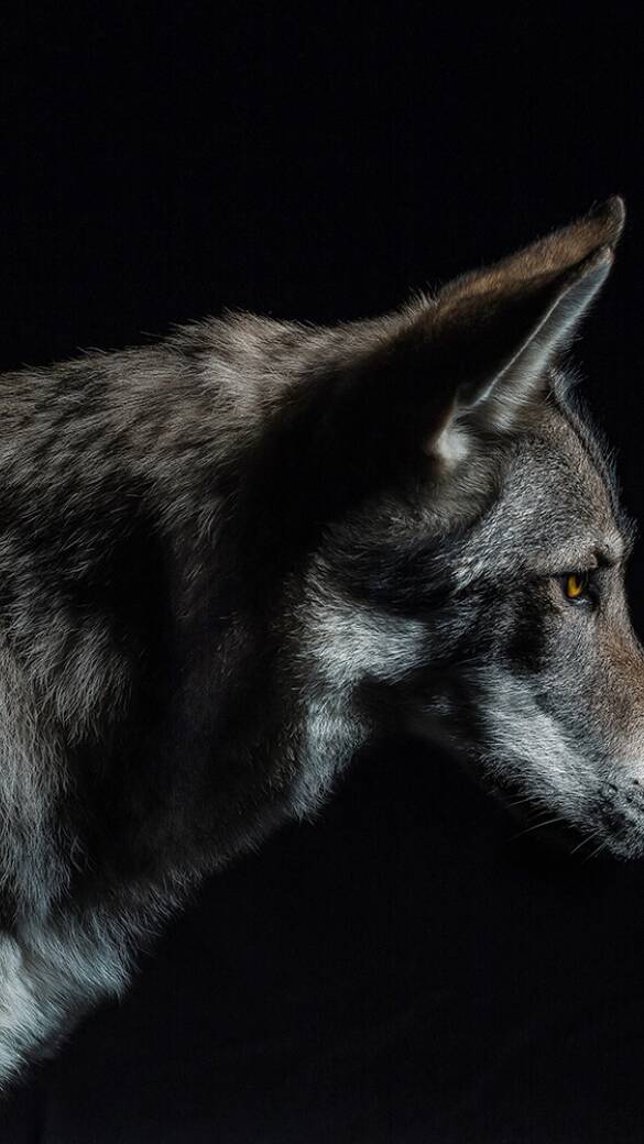 Wolf - © MT-R/stock.adobe.com