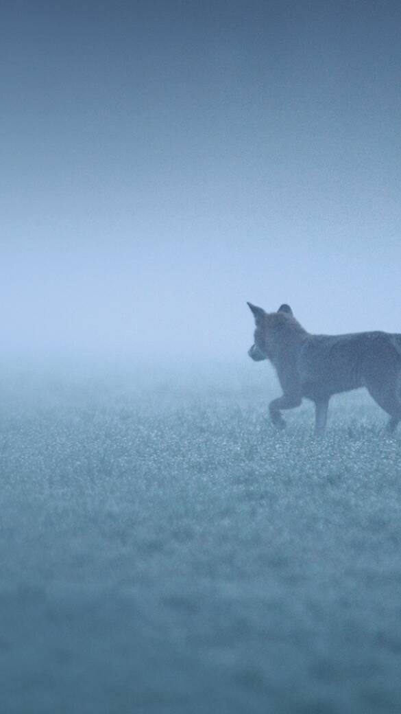 Rotfuchs auf Beutesuche. - © Reiner Bernhardt