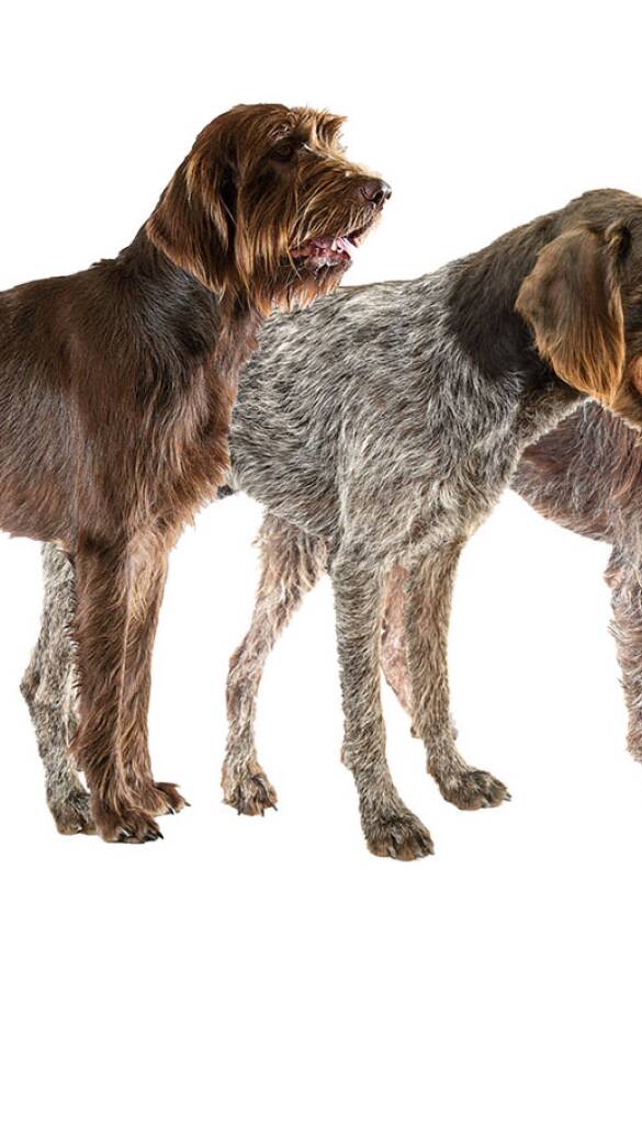 Hunde-Trio  - V. l. n. r.: Pudelpointer, Deutsch Stichelhaar und Griffon Korthals. - © Oliver Deck