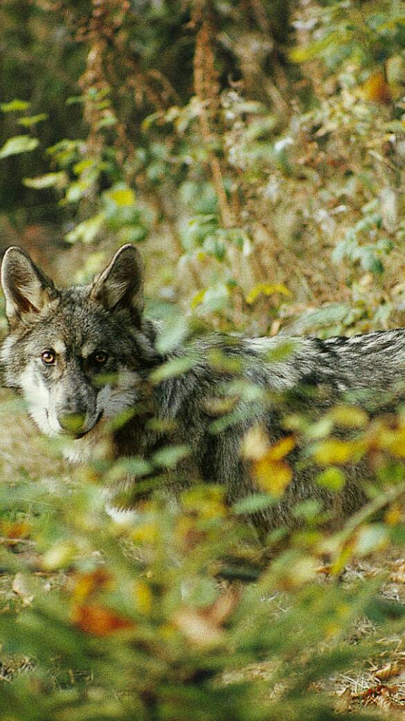 Wolf im Dickicht. - Wölfe müssen nach einem Urteil des Europäischen Gerichtshofes vom 11. 6. 2020 auch dann geschützt werden, wenn sie in Dörfer kommen. - © Franz Bagyi