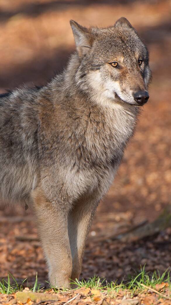 Wolf - © Willi Rolfes