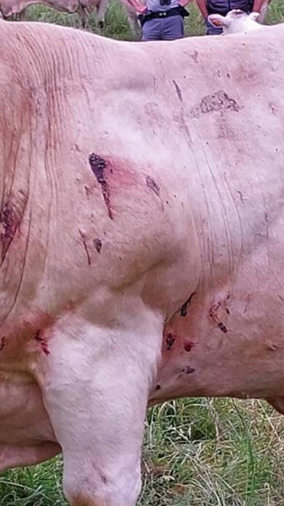 Frankreich: Wolfsangriffe auf Kühe - © facebook.com/floriane.brulois.9