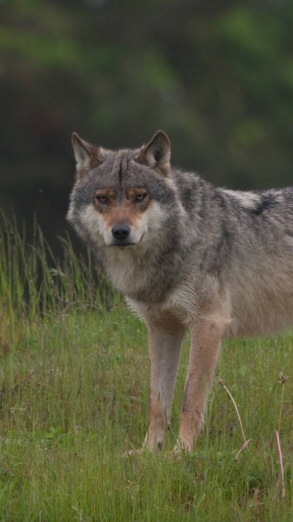 Wolf - © Jürgen Schiersmann