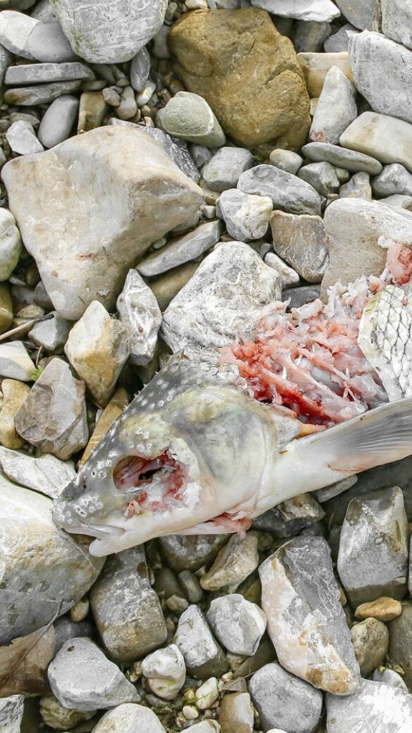 Fischotterriss Perlfisch - Die FFH-Art Perlfisch (Rutilus meidingeri) wird direkt am Laichplatz vom Fischotter dezimiert, während diese Fischart im Fischereigesetz als ganzjährig geschont eingestuft ist. - © Wolfgang Hauer