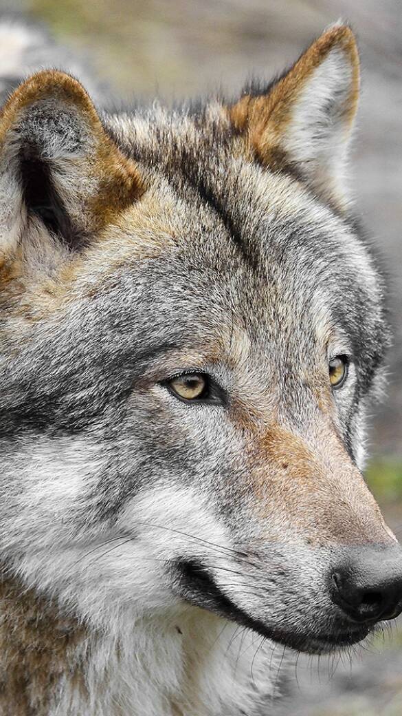 Wolf - © Karl-Heinz Volkmar