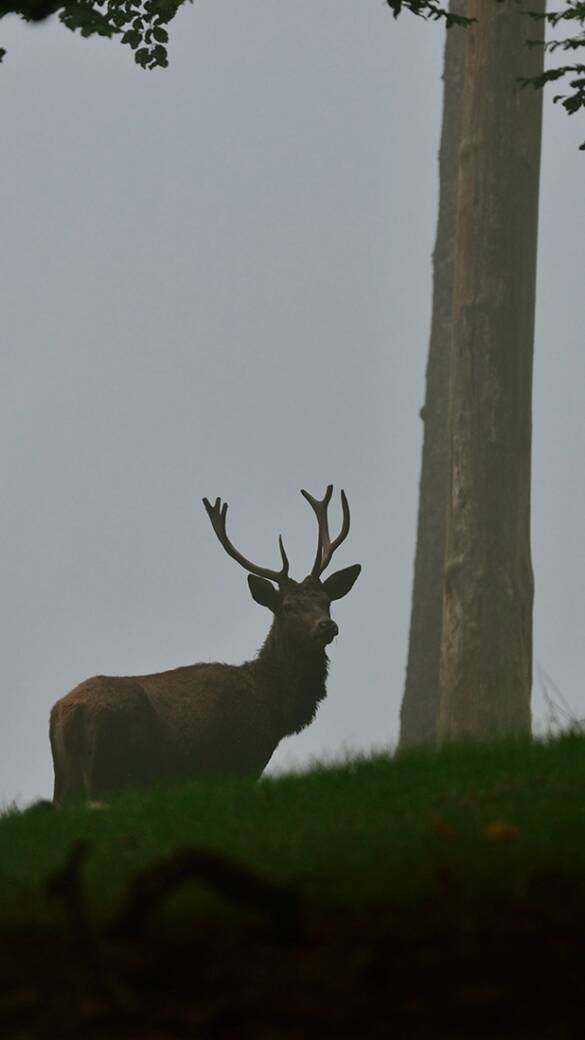 Junger Hirsch im Morgennebel. - © Karl-Heinz Volkmar