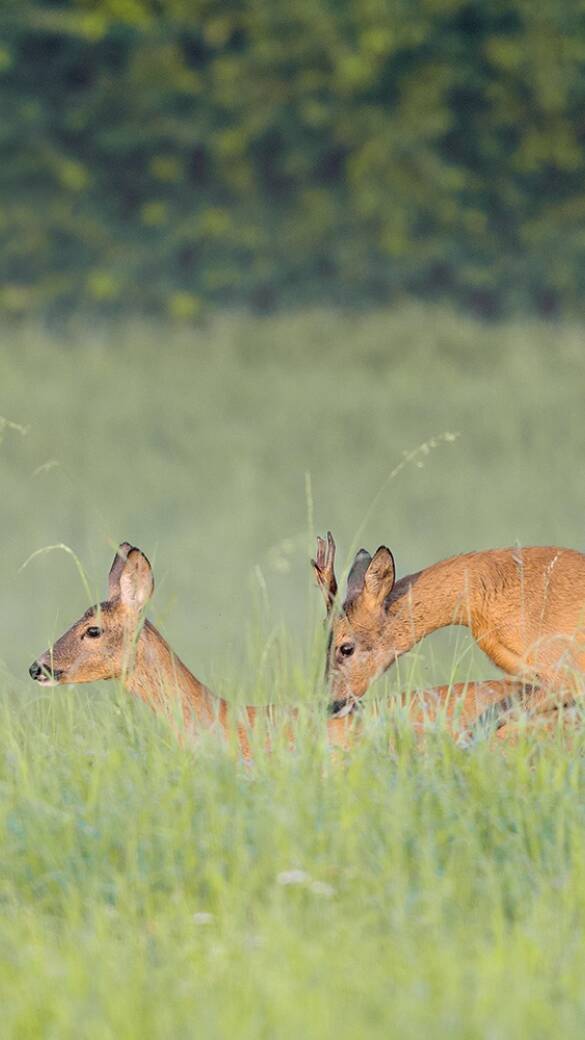 Rehbrunft, Bock beschlägt Geiß - © Michael Breuer