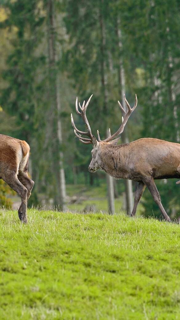 Parallelgang Brunft Rotwild - © Karl-Heinz Volkmar