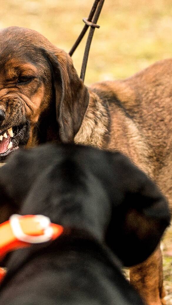 Aggression bei Jagdhunden - © Desiree Schwers