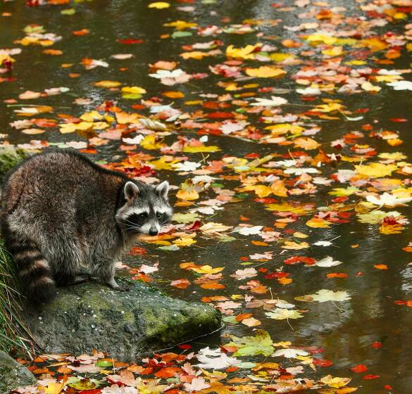 Waschbär - © Stefan Meyers