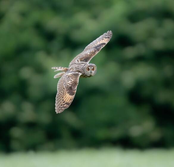 Jagdfoto-Wettbewerb 2024 - © Markus Schöggler