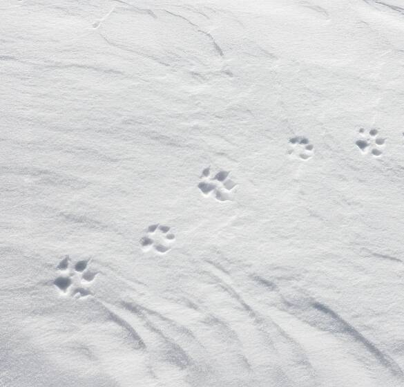 Fuchsfährte im Schnee - © Sven-Erik Arndt