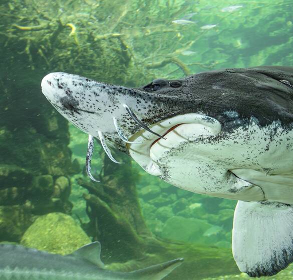 Hausen - Dieser stattliche Hausen zieht im Donauaquarium in Engelhartszell seine Runden. - © Wolfgang Hauer