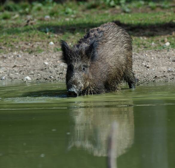 Wildschwein - © WEIDWERK-Archiv/Migos