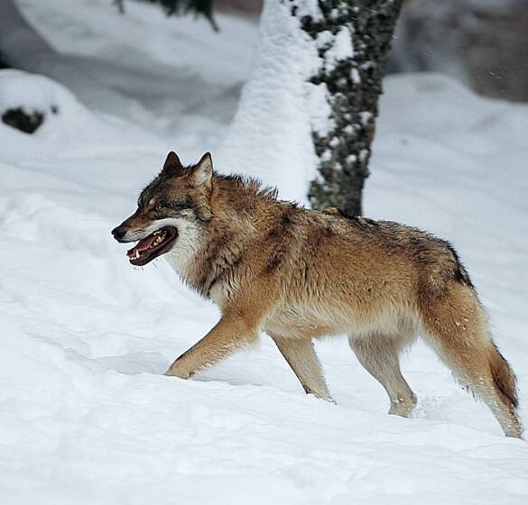 Wolf im Schnee - © Michael Breuer