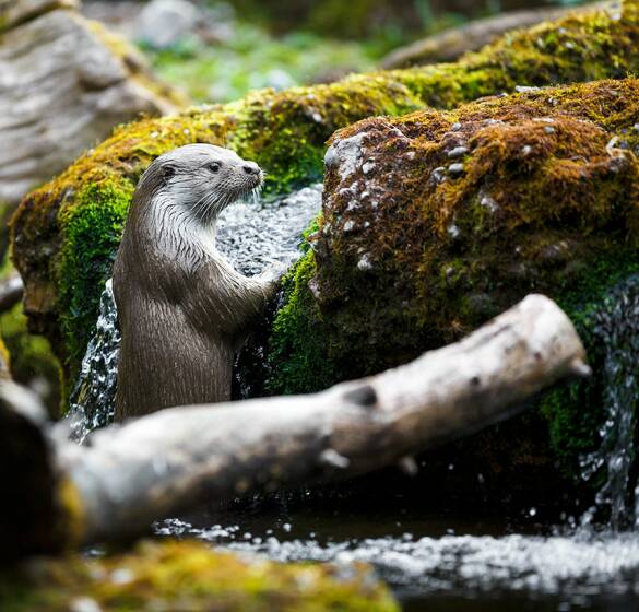 Wilde Nachbarn: der Fischotter. - © stock.adobe.com/lightpoet