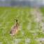 Die Niederwild-Jagdsaison hat begonnen - © Michael Migos