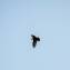 Krähe im Flug - © Martin Grasberger