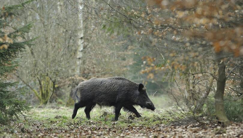 Schwarzwild - Das Schwarzwild ist großen Bestandsschwankungen unterworfen. Das und die Starkregenereignisse im Herbst haben zu einem geringeren Bestand als im Vorjahr gesorgt. - © Michael Breuer