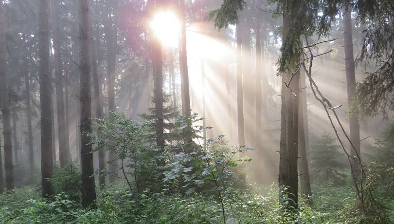 Sonnenstimmung im Wald - © Fritz Wolf