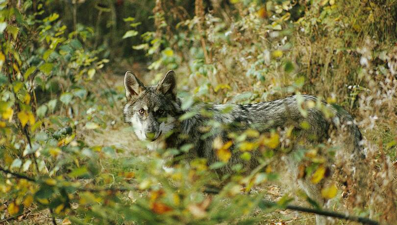 Wolf im Dickicht. - © Franz Bagyi