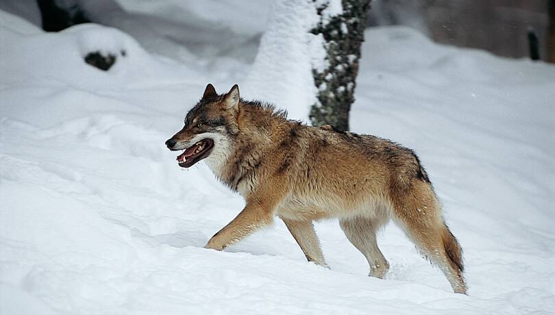 Wolf im Schnee - © Michael Breuer