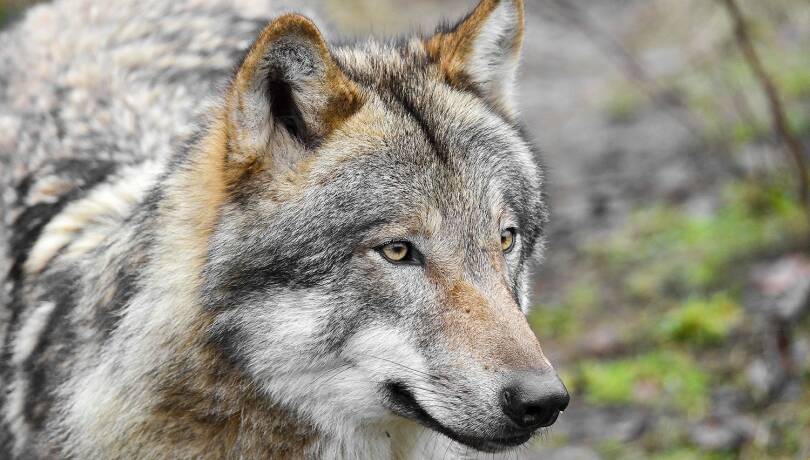 Wolf - © Karl-Heinz Volkmar