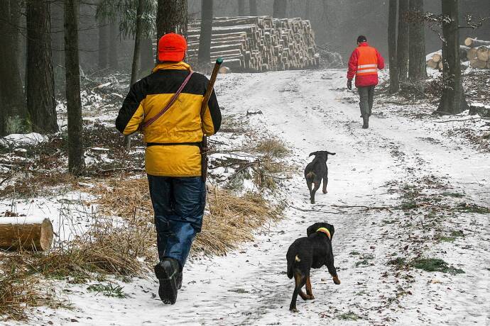 Stöbern will gelernt sein - Kurz- und Weitjäger: Normalerweise jagt ein Hund, der seinen Führer im Treiben begleitet, deutlich kürzer als ein standgeschnallter Vierläufer. Deshalb kann er auch zur Bejagung kleinerer Jagdgebiete eingesetzt werden. Ein vom Stand aus geschnallter Hund sucht hingegen meist weiträumiger. Hierfür benötigt er eine große Selbstständigkeit, enormen Finderwillen und hohe Ausdauer. Diese Art des Jagens ist vor allem in großen, wildarmen Revieren hilfreich. Einen bis dato nur als Weitjäger eingesetzten Hund zum Kurzjäger zu machen, ist schwierig. - © Desiree Schwers