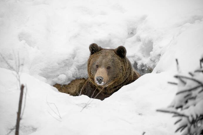 Braunbär im Schnee - © Reiner Bernhardt