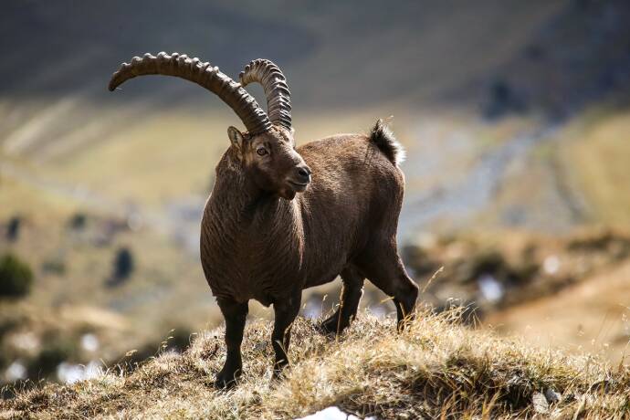 Steinwild - Allen Herausforderungen zum Trotz zeigt sich das Steinwild widerstandsfähig. Das Manageme­nt ist gefordert, damit die Tiere weiterhin in den Alpen thronen können. - © Ernst Zauser