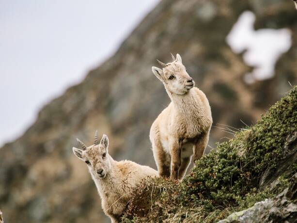 Steinwild - Zur Wiederansiedelung des Steinbockes gab es einst einen regen Schmuggel von Kitzen. Wenn auch nicht legal, legte dies den Grundstein für ein erfolgreiches Nachzucht­programm. - © Ernst Zauser