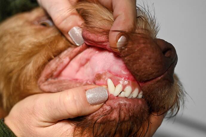 Erste Hilfe beim Jagdhund - © Barbara Marko