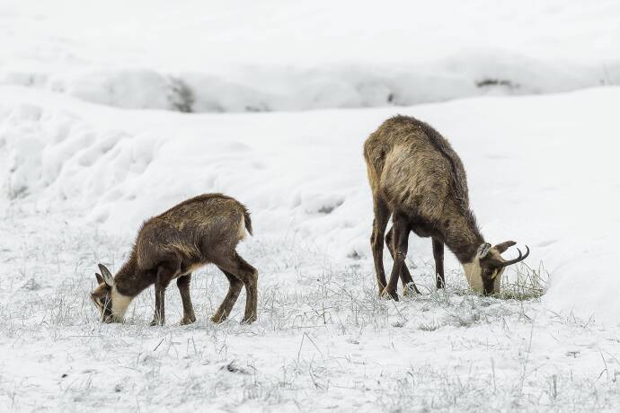 Um an Äsung zu kommen, scharren die Tiere den Schnee weg. - © Michael Breuer