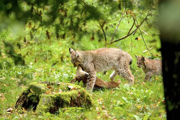 Luchskatze mit gerissenem Rehwild und Jungtier - Der Luchs bejagt effektiv weiterhin Rehwild, auch wenn dieses bereits in seinem Jagdrevier in geringer Dichte vorkommt. - © Reiner Bernhardt