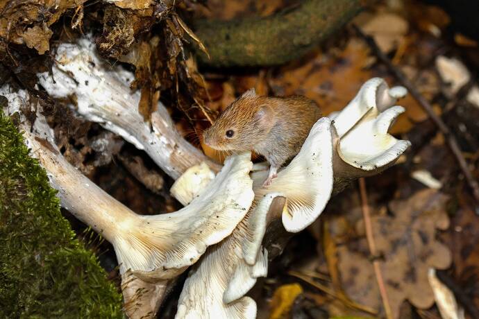 Maus auf Pilz - Jagen und Sammeln gingen seit jeher Hand in Hand. Das Sammeln von Nahrungsquellen im Wald erfreut sich großer Beliebtheit – ob Pilze, Beeren oder Kräuter. Beide Gruppen sollten einander als Schnittmenge, nicht als Ausschluss verstehen. - © Reiner Bernhardt