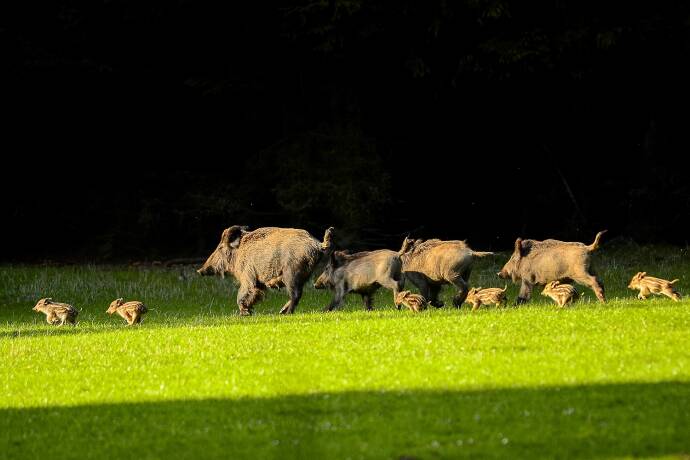 Wildschweinjagd im Mais - © Wolfgang Radenbach