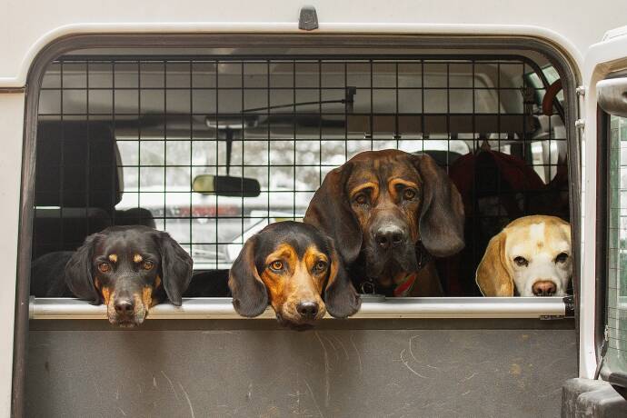 Aggression bei Jagdhunden - Ein Hund kann und soll so früh wie möglich an Mitfahrgäste gewöhnt werden - © Desiree Schwers