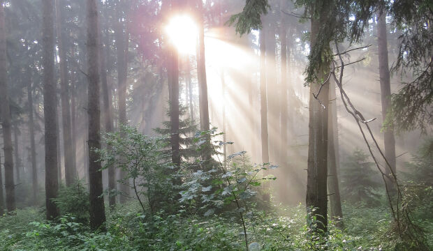 Sonnenstimmung im Wald - © Fritz Wolf