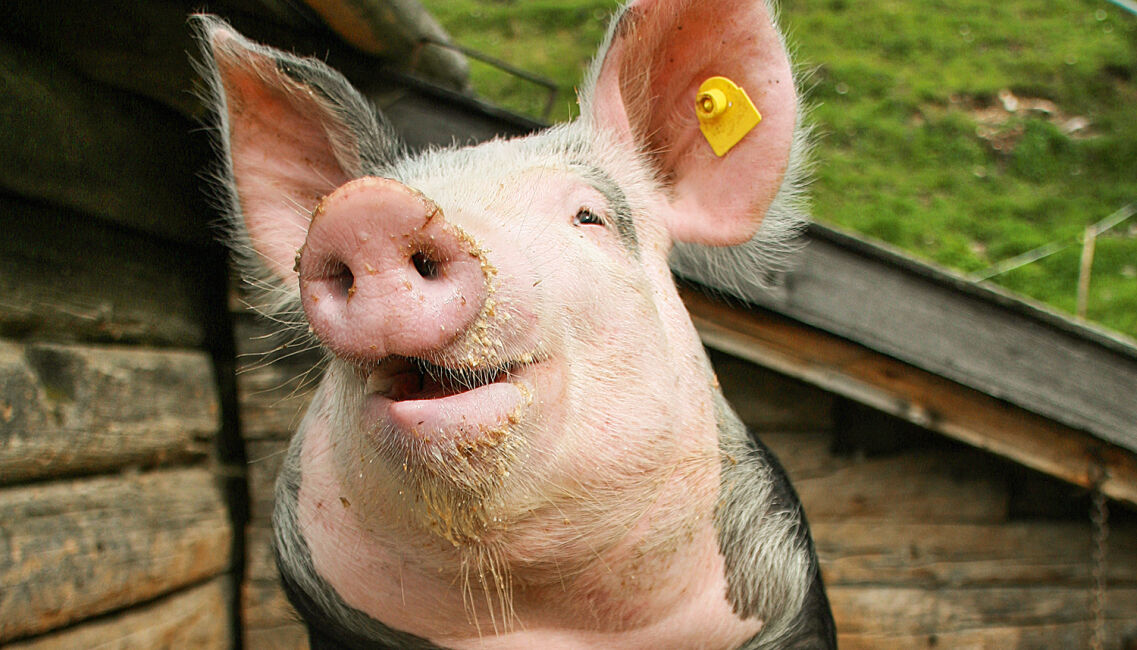 Glückliches Schwein - © Fritz Wolf