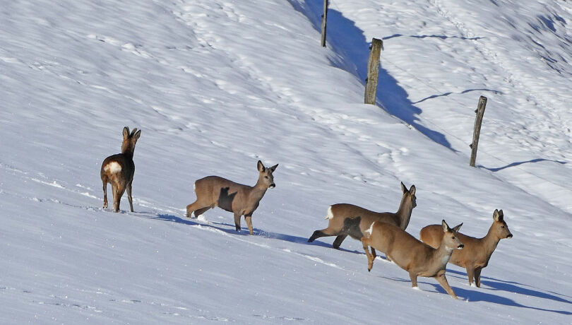 Das Wild braucht im Winter vor allem eines: Ruhe! - Das Wild kämpft bei extremer Kälte und durchgehender Schneedecke ums Überleben. - © Pixabay