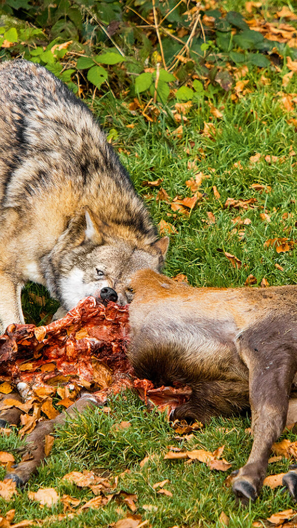 Wolf mit gerissenem Rotwild - © Eva Pum