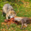Wolf mit gerissenem Rotwild - © Eva Pum