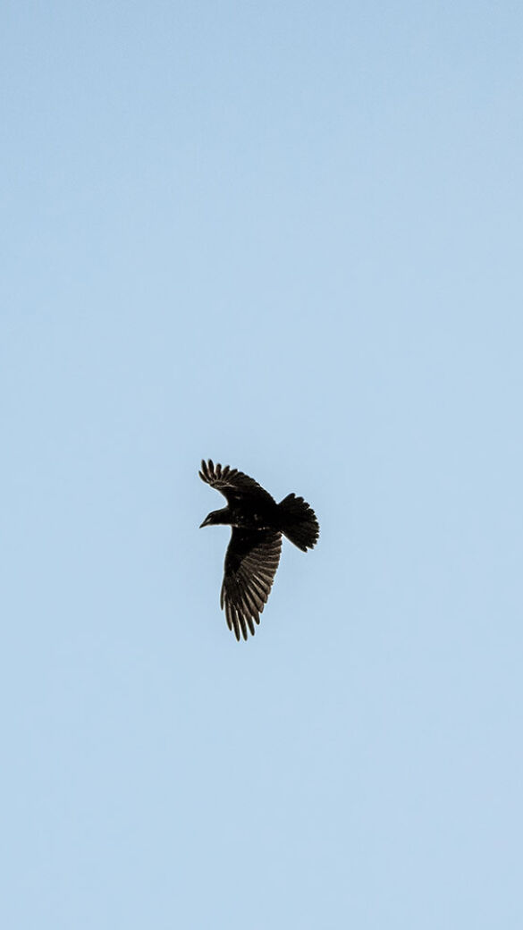 Krähe im Flug - © Martin Grasberger