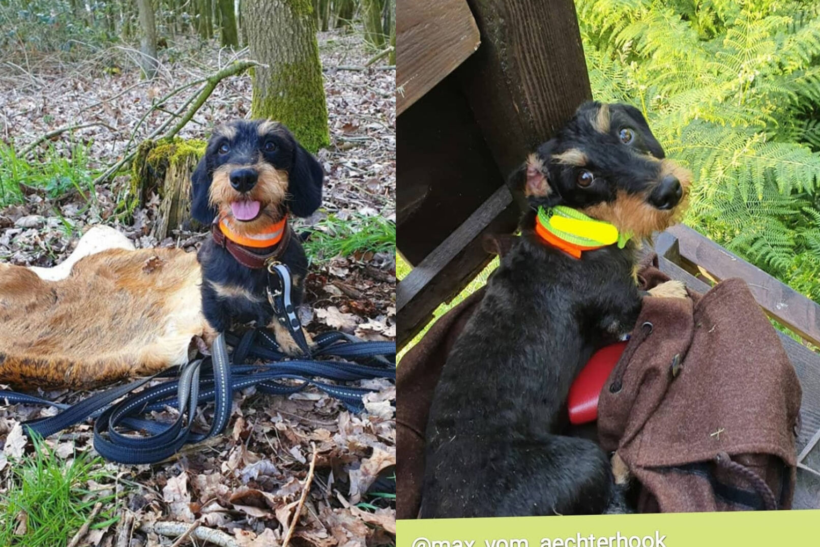 Auf den Hund gekommen! Weidwerk