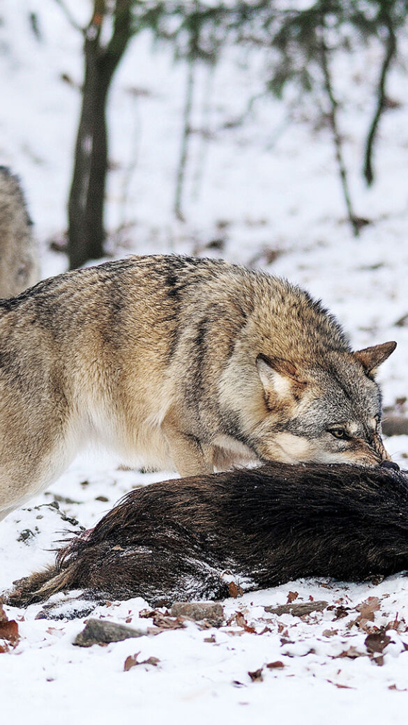 Der bedingungslose Schutz des Wolfes ist nicht mehr zu rechtfertigen - © Karl-Heinz Volkmar